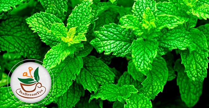 TeaDreamTea Peppermint Herbal Tea - Mint Tea Bags - Alleviates Digestive Discomfort | Caffeine Free, Bulk (400 Teabags)
