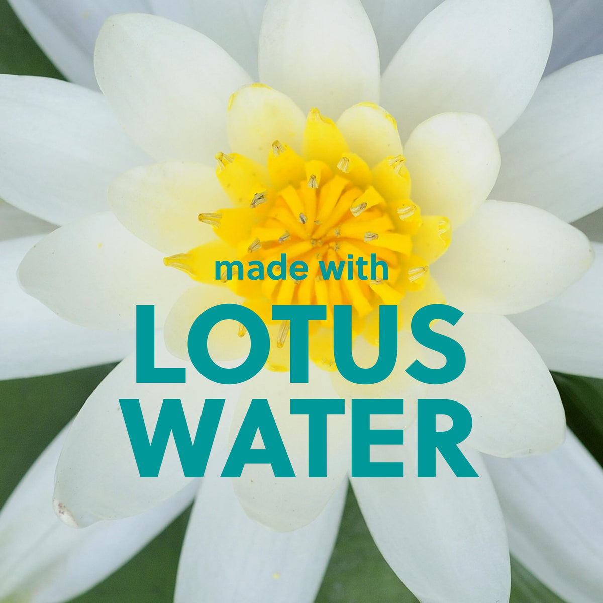 Tree Hut Lotus Water Body Wash, Hydrating & Moisturizing Shower Gel with Shea Butter & Essential Oils, Soft Smooth Glowing Skin, Gentle Cleanser For All Skin Types, Self Care Gifts for Women, 18 Fl Oz