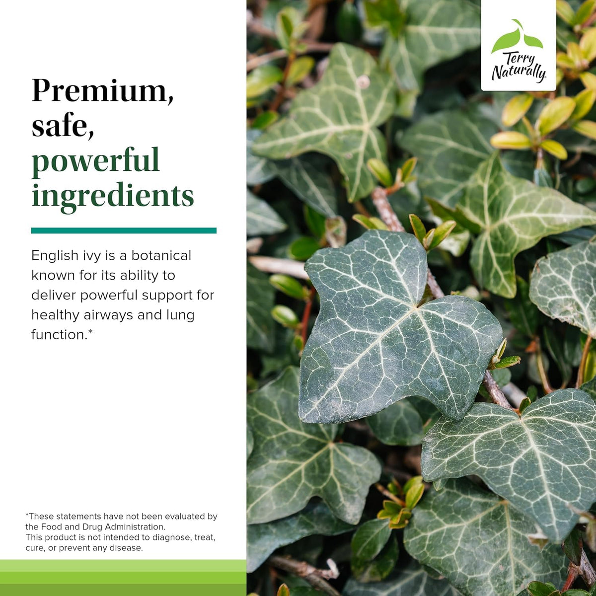 Terry Naturally Bronchial Clear Ivy Leaf Extract Chewable - Lung & Respiratory Health Support Supplement - Dietary Supplement with English Ivy Leaf Extract - 60 Chewable Tablets (60 Servings)