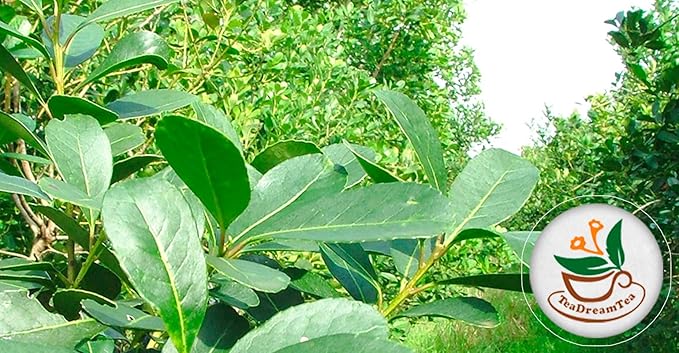 Yerba Mate Tea - Green Cut & Sifted - Unsmoked Energy Boost - 200 Tea Bags - Packed with Nutrients - Your Perfect Coffee Replacement