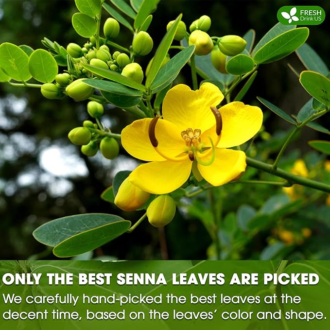 FreshDrinkUS, Premium 55 Senna Leaf Tea Bags, 100% Natural & Pure from Senna Leaves. Loose Leaf Senna Herbal Tea, Made with Natural Material Tea Bags, Senna Leaf Tea. No Sugar, No Caffeine, No Gluten, Vegan.