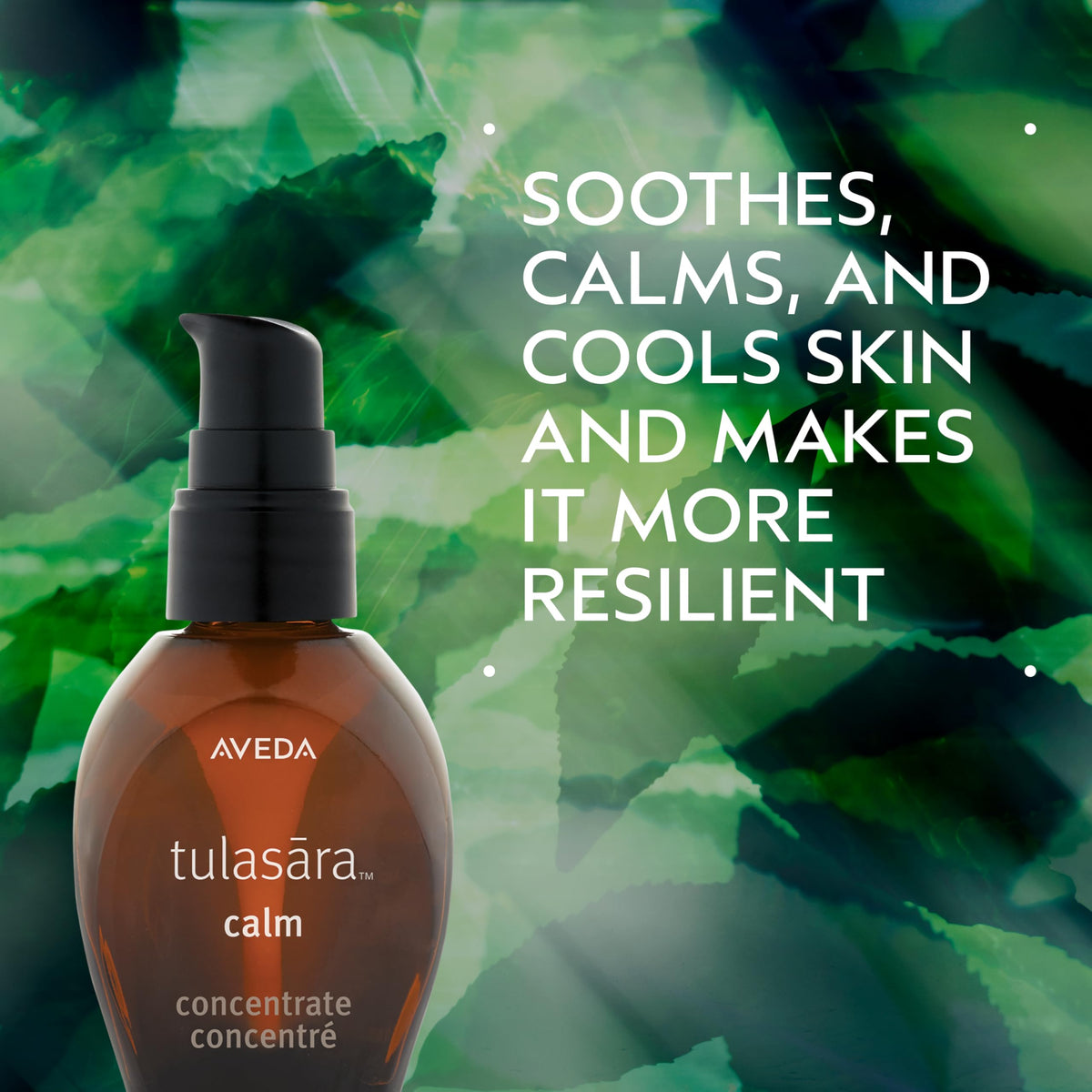Aveda Tulasara Calm Concentrate | Soothing Serum for Visible Redness | Calms, Cools & Hydrates Skin | with Algae & Pomegranate Extract | 96% Naturally Derived*, 1 Fl Oz