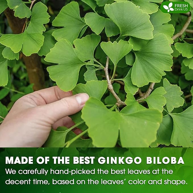 FreshDrinkUS, Premium 75 Ginkgo Biloba Leaf Tea Bags, 100% Natural & Pure from Ginkgo Biloba Leaves. Loose Leaf Herbal Tea. Made with Eco-Conscious Tea Bags. No Sugar, No Caffeine, No Gluten, Vegan.