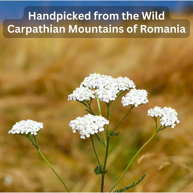 Wild Bliss Organic Yarrow Tea - Caffeine Free Herbal Tisane - Pharmacopoeia Potency - 20 Plant Based Tea Bags