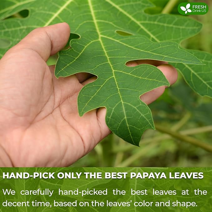 FreshDrinkUS, Premium 75 Papaya Leaf Tea Bags, 100% Natural & Pure from Papaya Leaves. Loose Leaf Herbal Tea. Made with Natural Material Tea Bags. No Sugar, No Caffeine, No Gluten, Vegan.