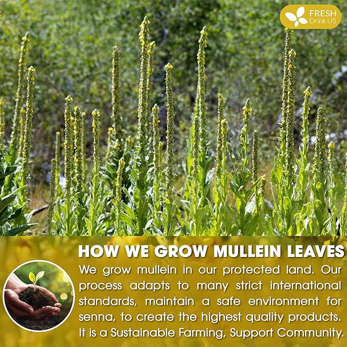 FreshDrinkUS, Premium 10 Mullein Leaf Tea Bags For Lungs, 100% Natural & Pure from Mullein Leaves. Loose Leaf Mullein Herbal Tea. Made with Natural Material Tea Bags. No Sugar, No Caffeine, No Gluten, Vegan.