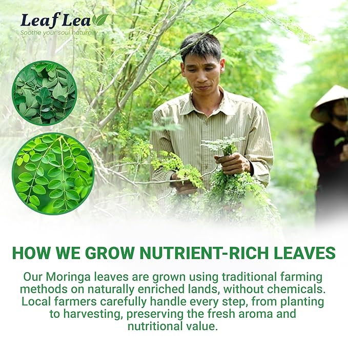 LeafLea 80 Moringa Tea Bags, Premium Moringa Leaf Herbal Tea for Digestive Support and Daily Wellness, Made from Natural Leaves, Caffeine-Free, Non-GMO, Sugar-Free
