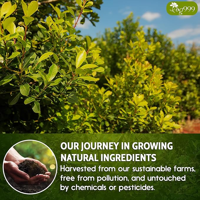 TOG999, 120 Tea Bags Yerba Mate, Hi-Caffeine, Unsmoked Yerba Mate Tea Bags, Super-Green Yerba Mate, No Dust, Fresh - Never Aged (Ilex Paraguariensis), Cultivated from Argentina - Rich in Antioxidants and Plant Nutrients.