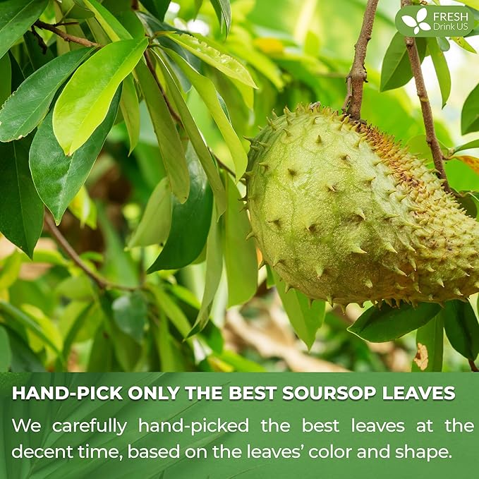 FreshDrinkUS, Premium 75 Soursop Graviola Leaf Tea Bags, 100% Natural and Pure from Soursop Leaves, Handmade, Made With Natural Materials-Corn Fiber Tea Bag, Sugar/ Caffeine/ Gluten Free, Hoja Guanabana Tea
