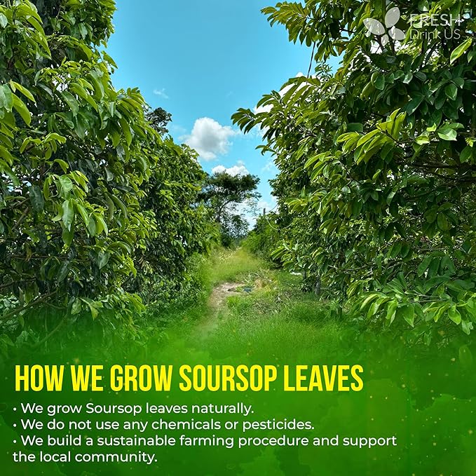 FreshDrinkUS, Premium 275+ Soursop Graviola Whole Dried Leaves Tea, 275-300 Soursop Graviola Guanabana Whole Leaves, Wildcrafted, Hoja Guanabana Loose Leaf Herbal Tea, No Gluten, Vegan