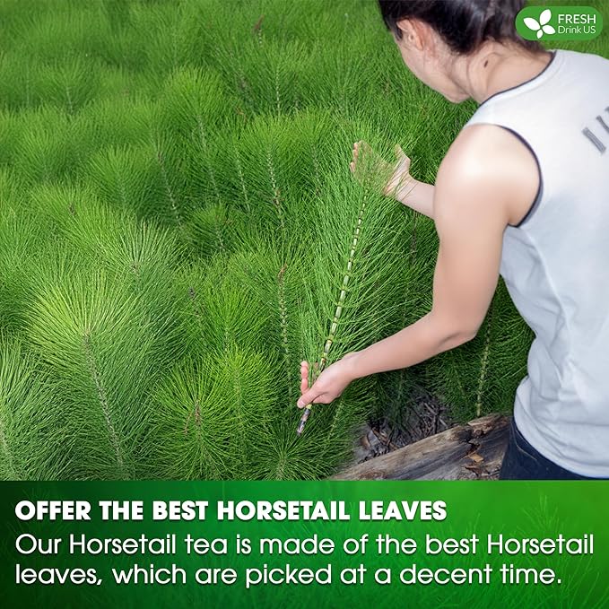 FreshDrinkUS, Premium 75 Horsetail Leaf Tea Bags, 100% Natural & Pure from Horsetail Loose Leaves Herbal Tea. Made with Natural Material Tea Bags. No Sugar, No Caffeine, No Gluten, Vegan.