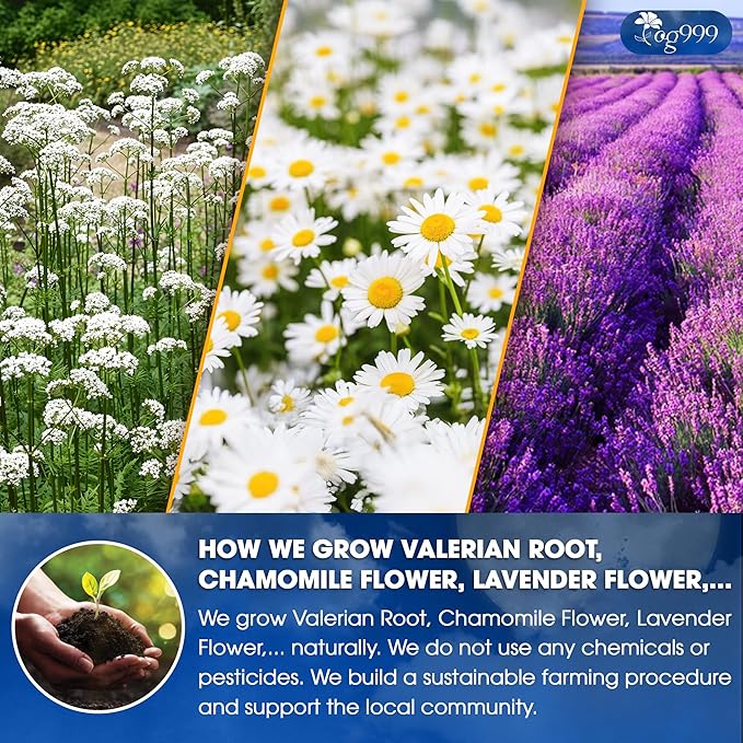 TOG999, Premium Valerian Dream Tea Bags | 60 Count | Herbal Blend with Valerian Root, Chamomile, Lavender, Rose Petal & Spearmint | Naturally Caffeine-Free, Relaxing Evening Tea. Vegan